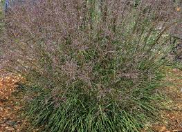 Image result for Sporobolus panicoides