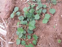 Image result for Sida veronicifolia