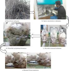 Image result for Hyparrhenia variabilis