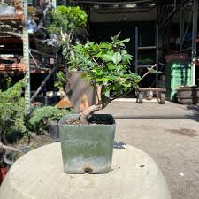 15cm Chinese Elm Tree in Plastic Grower Pot
