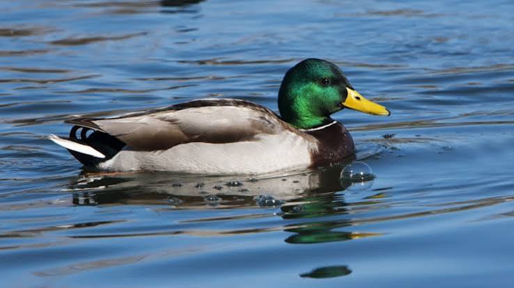 Ducks (other than Harlequin Ducks), combined male