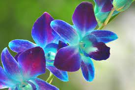 What Do You Really Need In Your Life Right Now Blue Orchid Flower Blue Orchids Orchid Photography