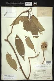 Image result for Crateva eminens