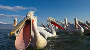 New nba draft big board. Dalmatian Pelicans The Uk S Biggest Bird Could Be Making A Comeback Cbbc Newsround