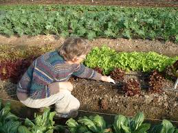 Leeks, scallions, beets, and carrots are in no danger from frost either, and members of the cabbage family—brussels sprouts, broccoli, and kale—actually improve in flavor with frost. Winter Kill Temperatures Of Winter Hardy Vegetables 2016 Sustainable Market Farming
