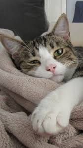 soo cute the cutest moment of the animals 2020 aww cute funny animals videos compilation kedi kediler ve yavrulari sevimli kedi yavrulari