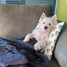 Get westie yorkie mix for sale. How Much Do Westies Weigh