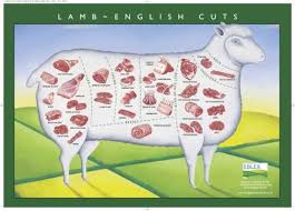 Details About European Lamb Cuts Illustration Chart 11x17 Mini Poster Meat Butcher