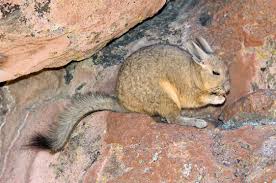 Комментариев — national geographic (@natgeo) в instagram: Southern Viscacha Photos Royalty Free Images Graphics Vectors Videos Adobe Stock