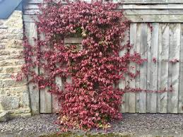 Le choix est vaste mais ne doit pas se faire sur un coup de plante grimpante sur grillage exposée à l' ombre à feuilage persistant. 5 Superbes Plantes Grimpantes Pour Se Cacher Rapidement