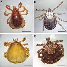 In this case report, we present our experience. Intra Aural Tick Bite Causing Unilateral Facial Nerve Palsy In 29 Cases Over 16 Years In Kandy Sri Lanka Is Rickettsial Aetiology Possible Bmc Infectious Diseases Full Text