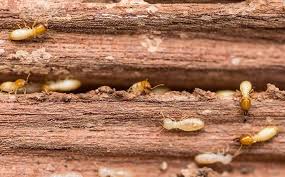 The termites will chew on the wood inside these baiting systems and give us an if you see these tubes, contact a pest control company to identify if it is, in fact, a termite tube. Blog The Life Cycle Of Termites What It Means For Your Hattiesburg Home