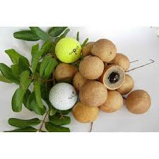 Ping pong (hardwell remix) electric zoo méxico. Buy Longan Ping Pong Mata Kucing Ping Pong Pokok Longan Ping Pong Hybrid Cepat Berbuah Pokok Mata Kucing Ping Pong Seetracker Malaysia