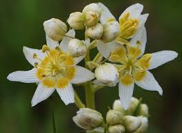 Image result for Cassinopsis tinifolia