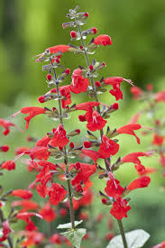 Image result for Salvia coccinea