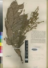 Image result for Aporrhiza