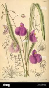 Image result for Lentibulariaceae