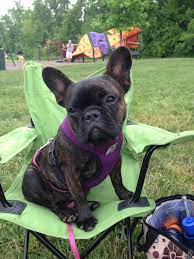 Daisy Frenchbulldog Camping Pets Dog Lovers French Bulldog