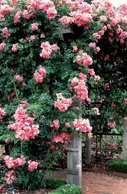 Rosa American Pillar Climbing Rose Over Trellis Pink Flowers Bench Arbor Climbing Roses Planting Flowers Garden Inspiration