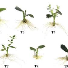 Image result for Achyrospermum schimperi