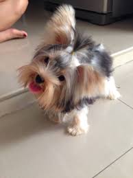 Miniature Black And Brown Yorkie Love Dior Little Mini Yorkie Yorkshire Terrier Yorkshireterrier Yorkshire Terrier Dog Yorkshire Terrier Yorkie Yorkshire Terrier