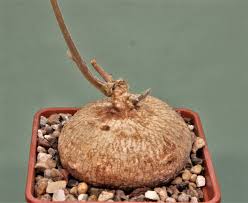 Image result for Raphionacme globosa