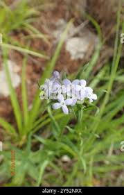 Image result for Conostomium natalense