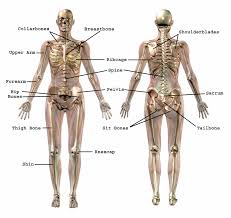 To review, the purpose of the spine, as a whole, is to. Prevent Bone Fractures With Http Amzn To 1g7ykr3 Osteoporosis Healthybones Strongbones Body Bones Body Anatomy Human Body Bones