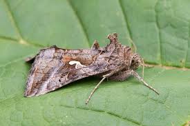 Image result for Autographa macrogamma