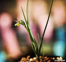 Image result for Ornithoglossum viride