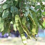 Image result for Albizia glaberrima