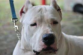 Dogo Arjantin Photos Facebook