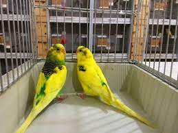 satilik yumurtali muhabbet kuslari 0542 818 64 50 youtube