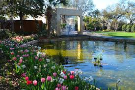 Pin On Dallas Blooms