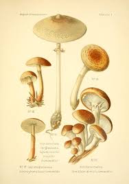 Atlas Des Champignons Comestibles Et Veneneux Biodiversity Heritage Library En 2020 Champignons Farcis Champignon Dessin Champignon Comestible