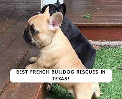 Find your new best friend! 4 Best French Bulldog Rescues In Texas 2021 We Love Doodles