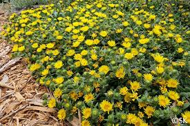 Image result for Murdannia stricta