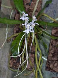 Image result for Aerangis appendiculata