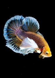 Out of nowhere this being appears next to him and makes him fall from the 3rd floor. See More Images On Our Gallery Www Bettaboxx Com Ikan Akuarium Ikan Cupang Aquarium Ikan