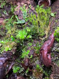 Image result for Didymoglossum erosum