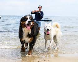 Popular mixes of mountain bernese dogs. The Dogist On Twitter Waffle Elsa Bernese Mountain Dog Siberian Husky Mix Cotuit Ma Waffle And Elsa Met For The First Time Romped On The Beach And Begged For