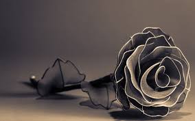 Free black roses images download. Black Rose Wallpapers Top Free Black Rose Backgrounds Wallpaperaccess
