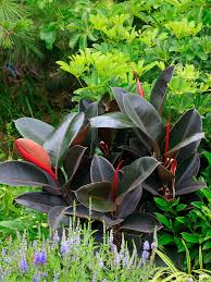 Image result for ficus elastica flower