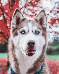 75 Huskys-Ideen