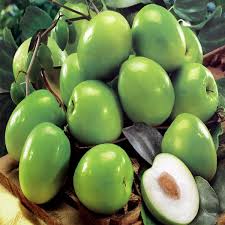 To encourage substantial fruit production, prune with two objectives in mind. Taiwan S Big Jujube Sweet Dates Seeds Evergreen Fruit Tree Bonsai Plant Diy Home Garden 10pcs Lot Plant Saucer Home Health Care Aidhome Maid Aliexpress
