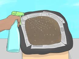 Inoculate coffee grounds with oyster mushroom spawn. How To Grow Portobello Mushrooms 13 Steps With Pictures