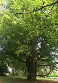 Joels patetiska lilla existens får ett rejält uppsving då han med hjälp av sina bästaste bästa vänner emil och victor inser att han har en dold talang, en ta. Sillviksvanner Se