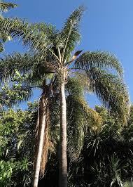 Image result for Syagrus