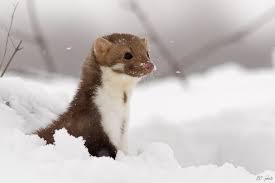 Mustela erminea) je druh cicavca z čeľade lasicovité (mustelidae).obýva celú holarktídu.výskyt na slovensku bol doložený na 32,8 % územia. Kuna Velika Zvijer U Malom Tijelu Hedon Duo D O O