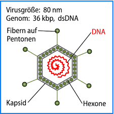 Differentialdiagnostik zu adenoviren in der hygiene. Adenoviren Springerlink